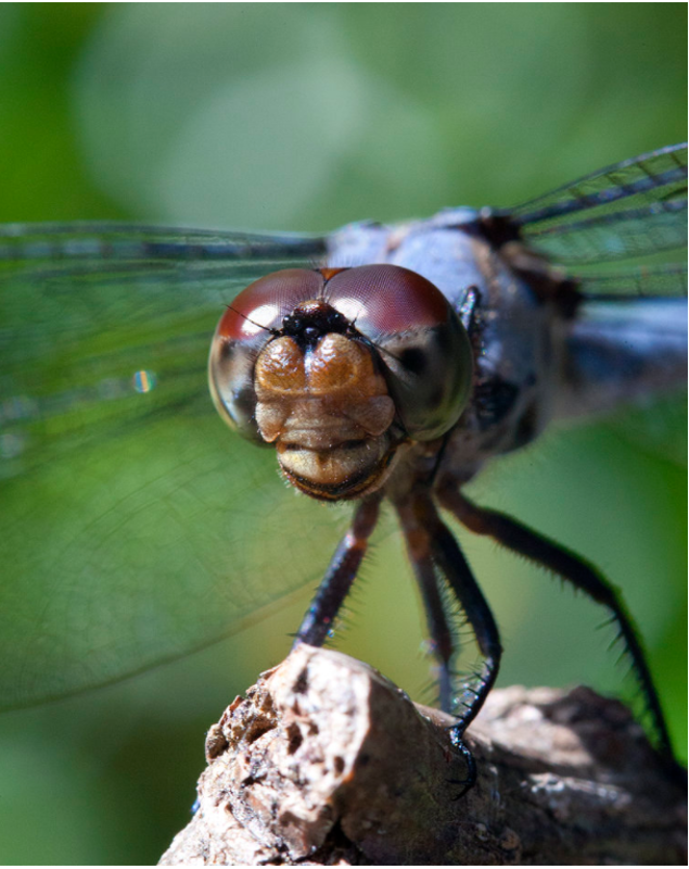 Dwight-Talley-Photography-Dragon-Fly-Marcros.png