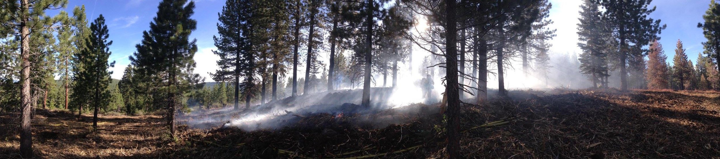 Active thinning currently going on in Sagehen, 2016