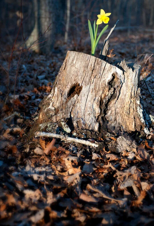 stump+with+flower.jpg