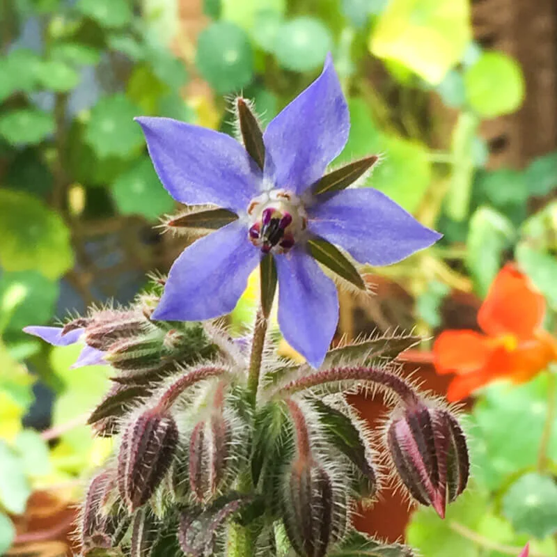 Borage