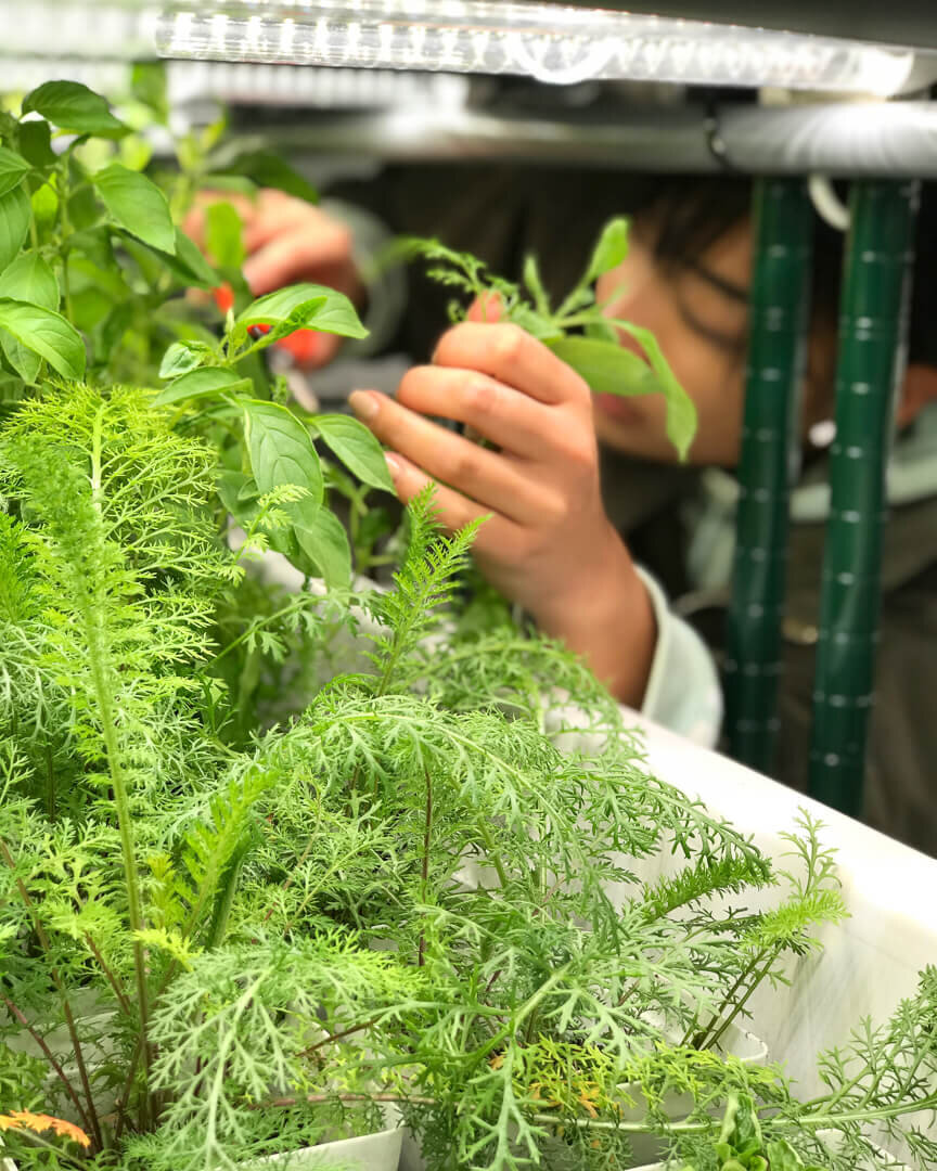 Harvesting pesticide-free lime basil and yarrow. Growing indoors means we can keep a consistent climate, free from pests.