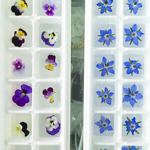 Viola and Borage in Ice Cube Trays