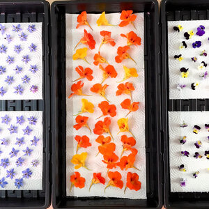 Assorted Edible Flowers Spread For Drying