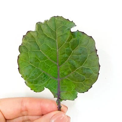 Kaleidoscope Kale