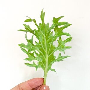Peacock Kale