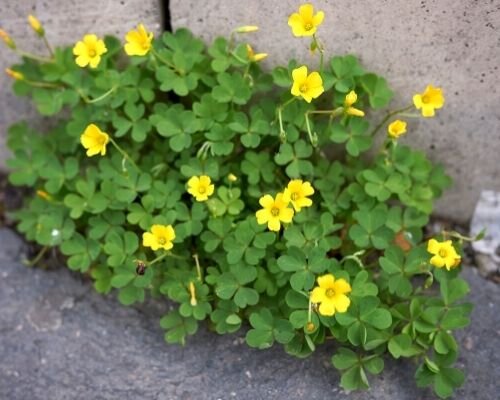 Wood sorrel with yellow flowers.