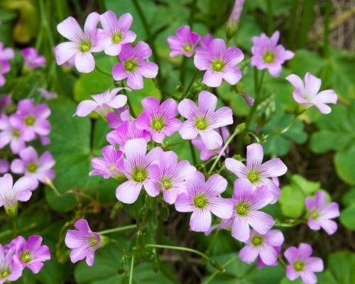 In Hong Kong, the purple flowers may be more commonly seen than the yellow.