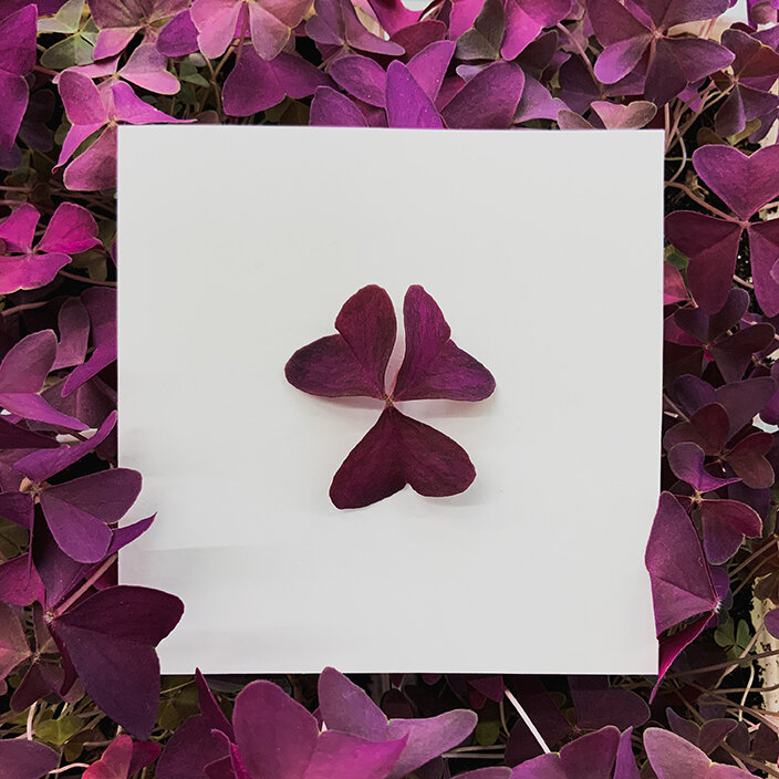 Purple Oxalis