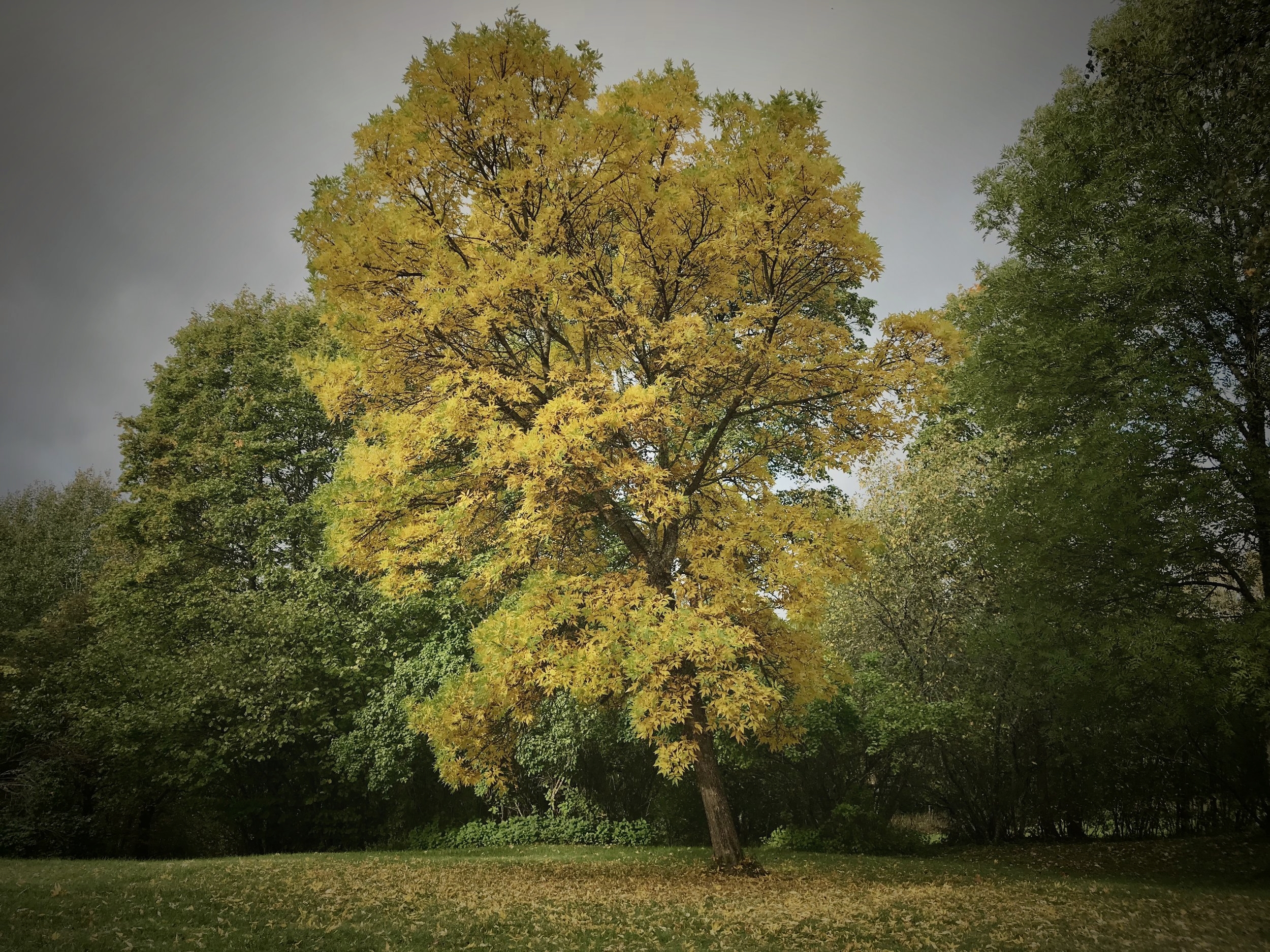 soundbynature_fall.jpeg