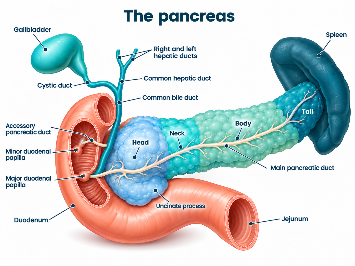Labelled illustration of the pancreas showing the head, neck, body, tail and uncinate process, pancreatic and bile ducts, gallbladder, duodenum and spleen, in Insulinoma Charity UK colours.