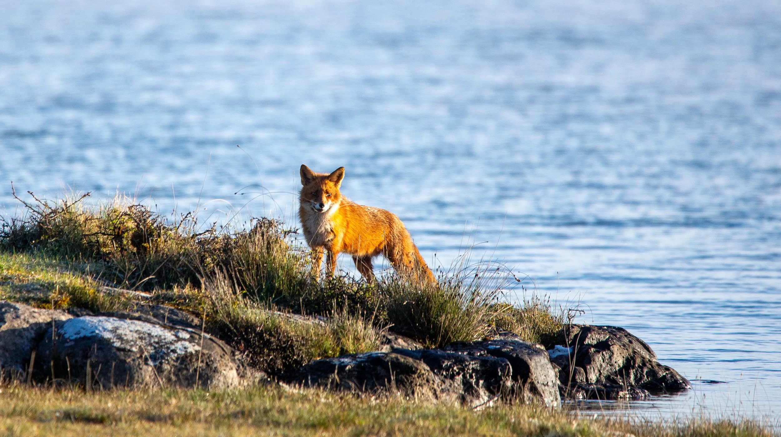 Fox - Shore.jpg