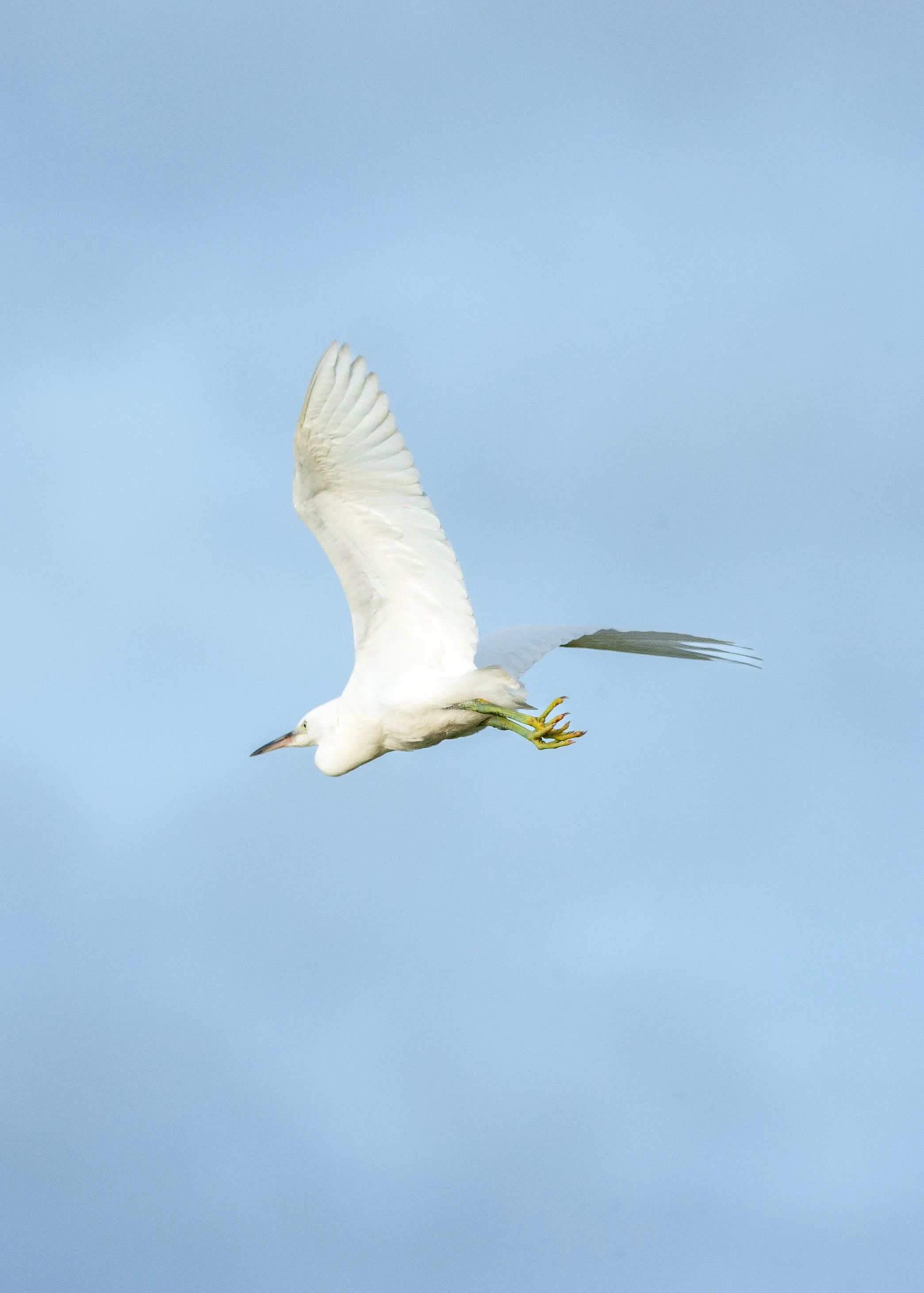 Egret flying sky.jpg