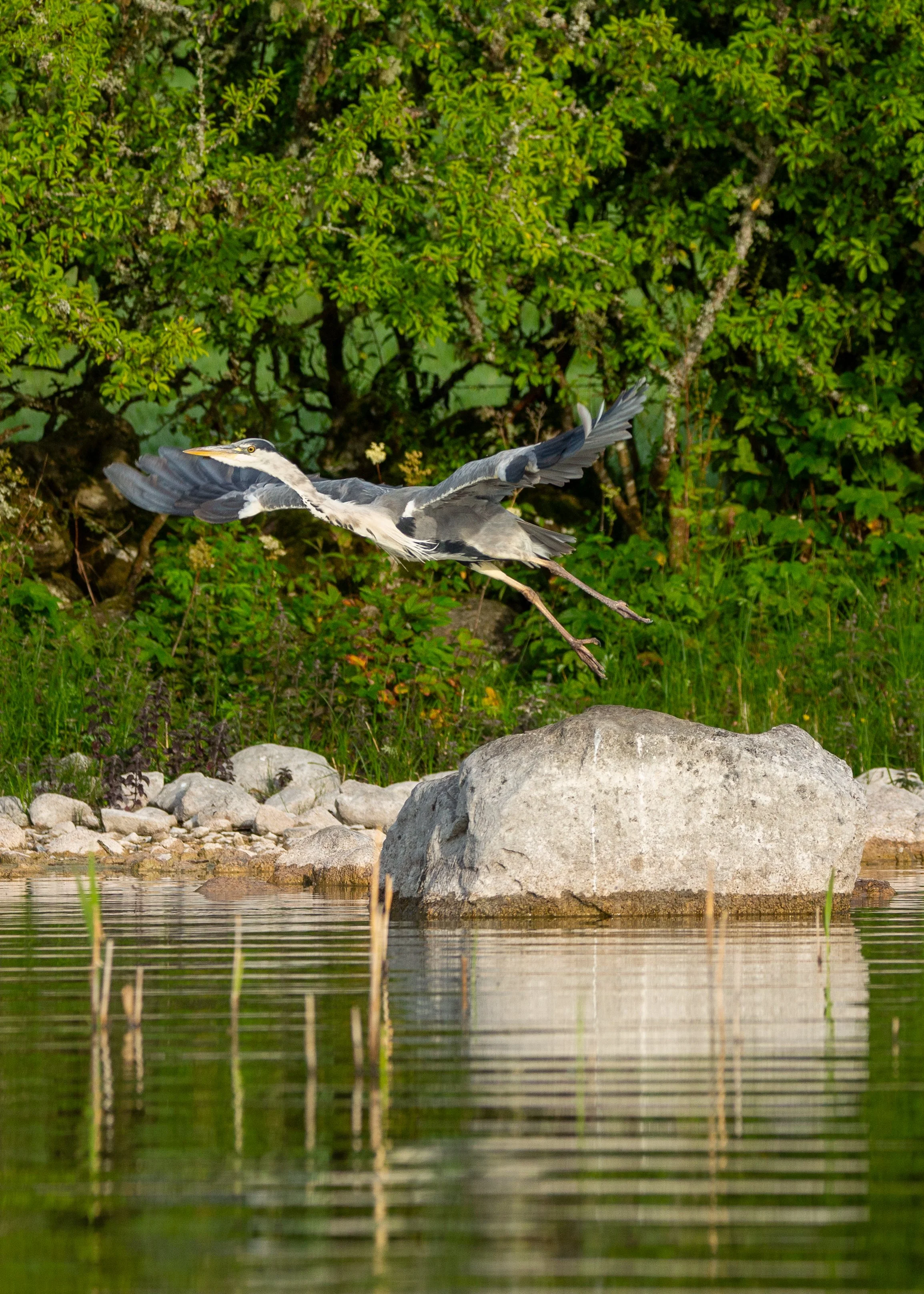 Heron taking flight.jpg
