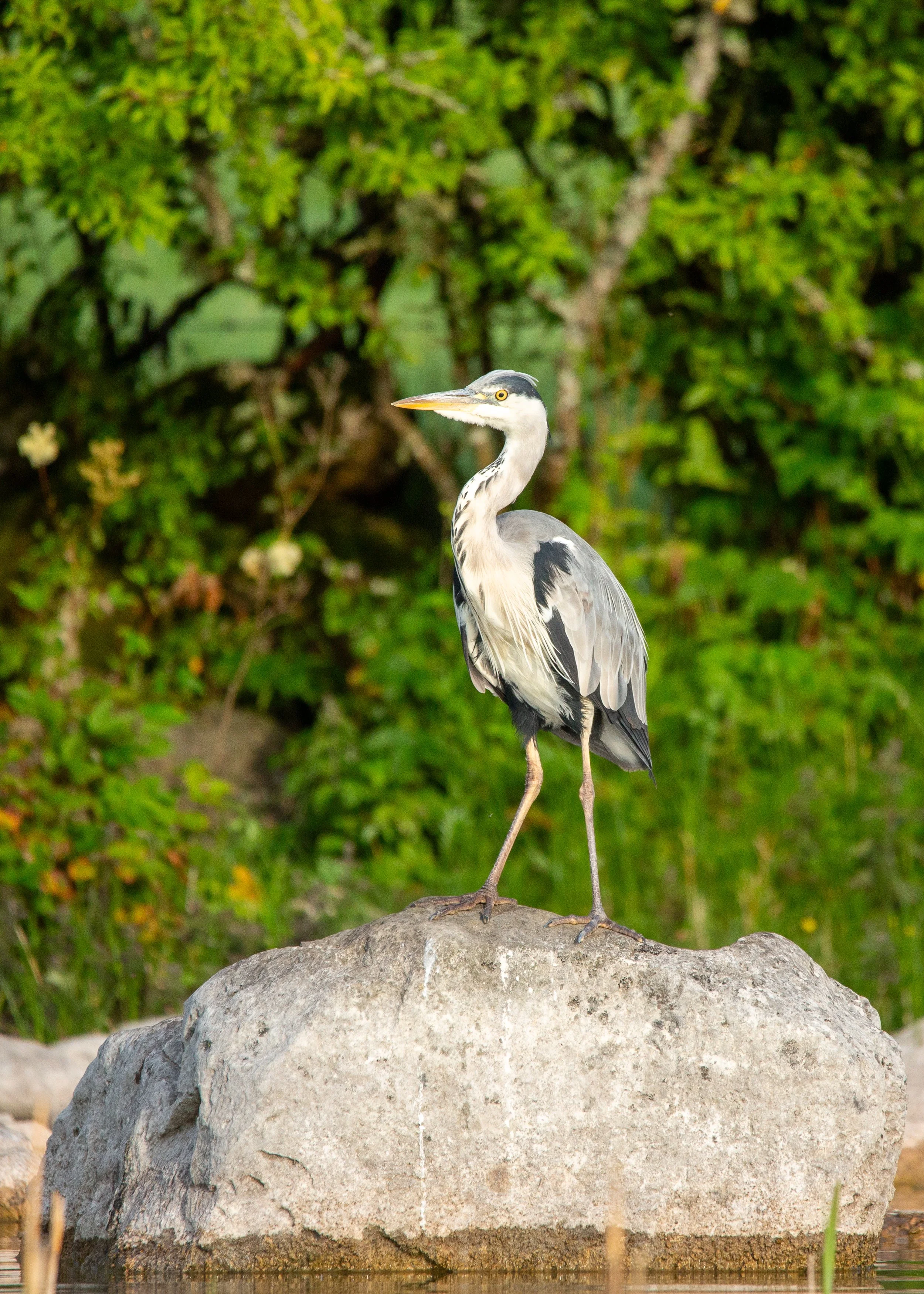 Heron standing on rock.jpg