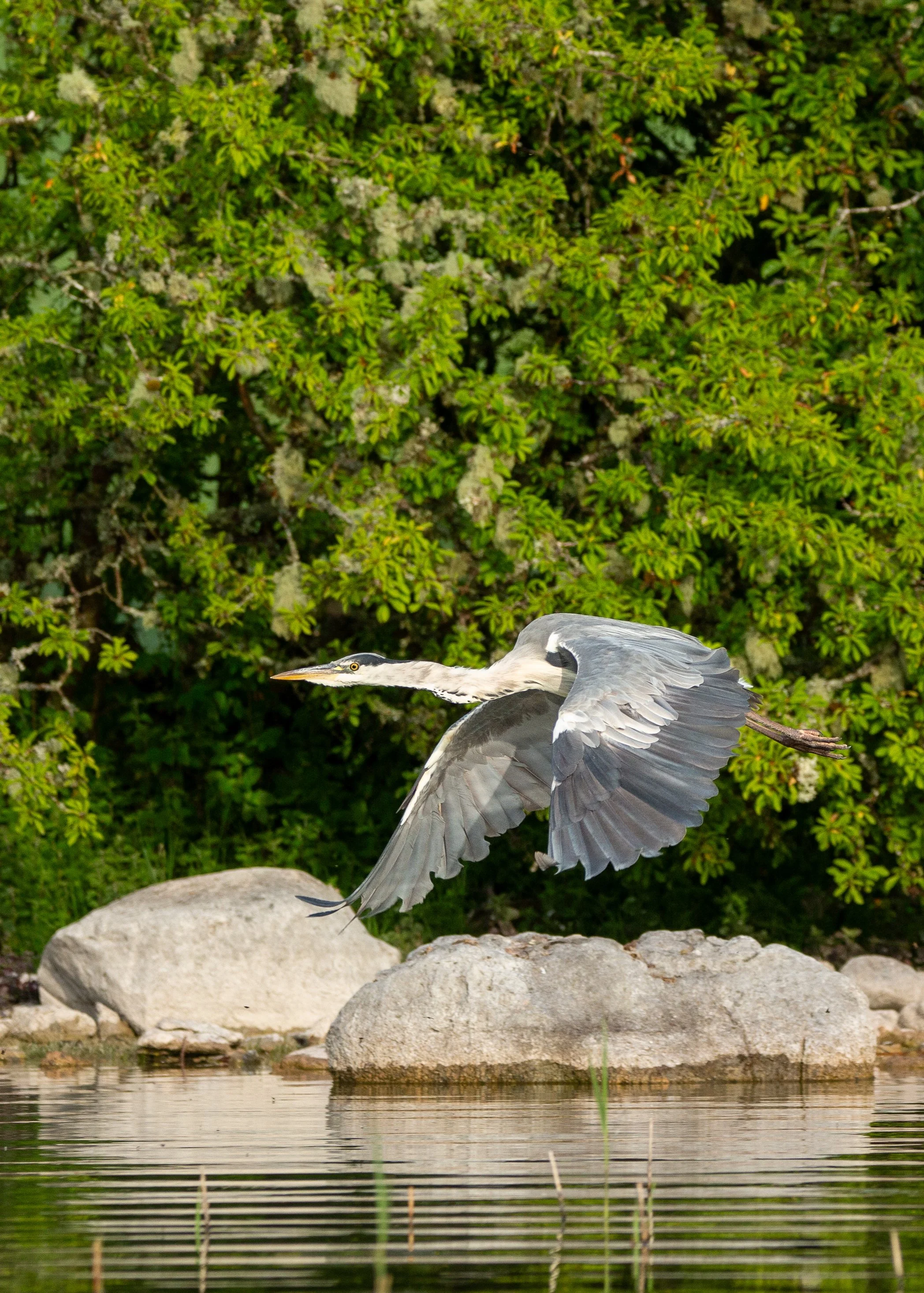Heron flying.jpg