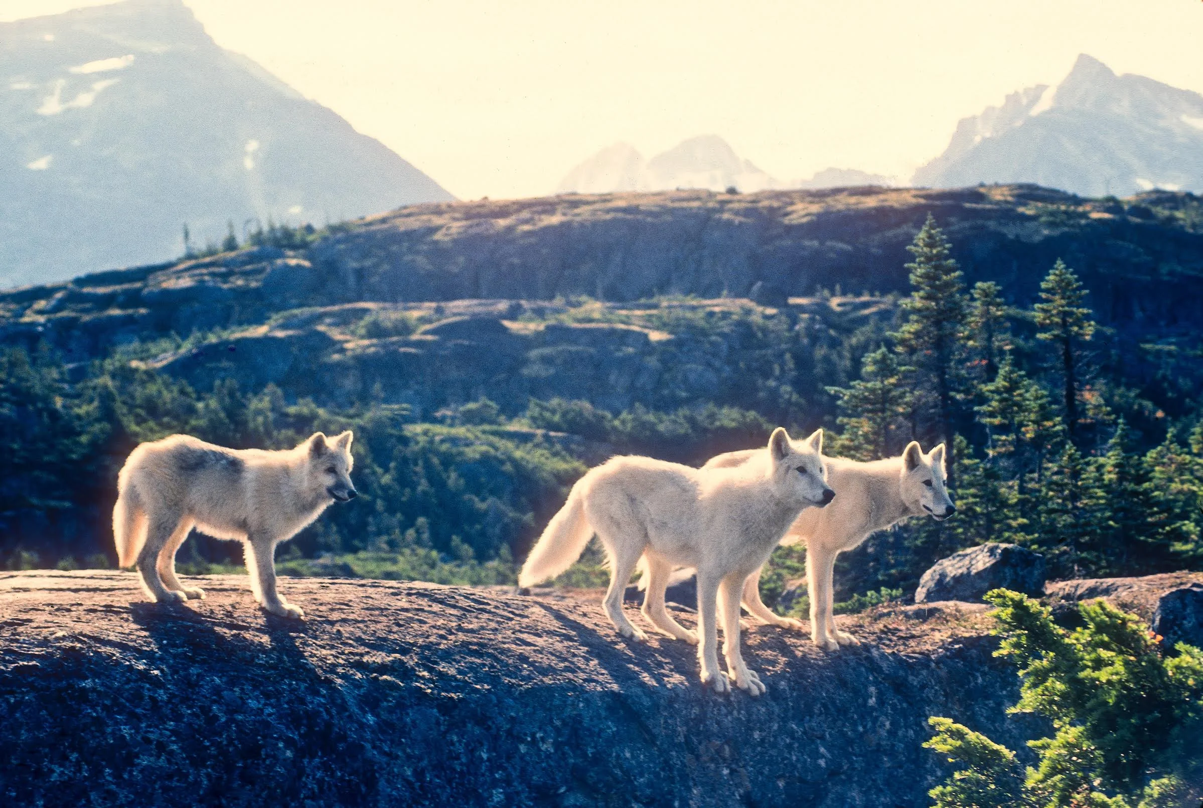 white wolves.jpg