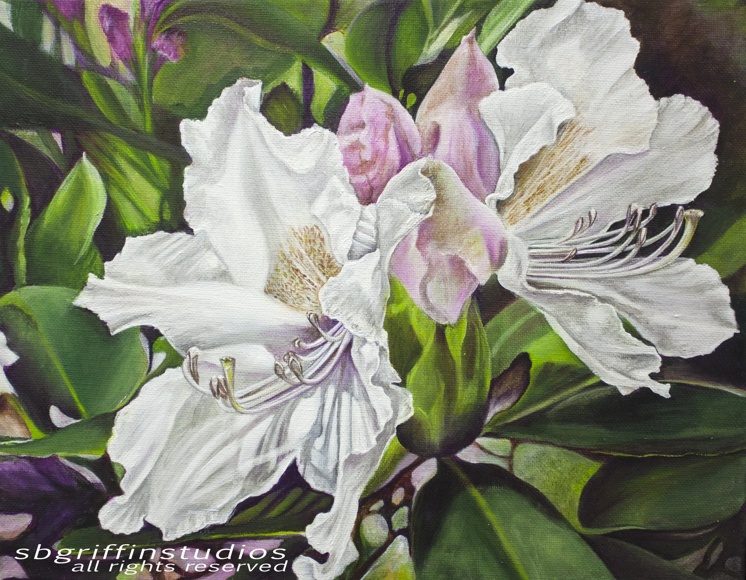 Rhododendron