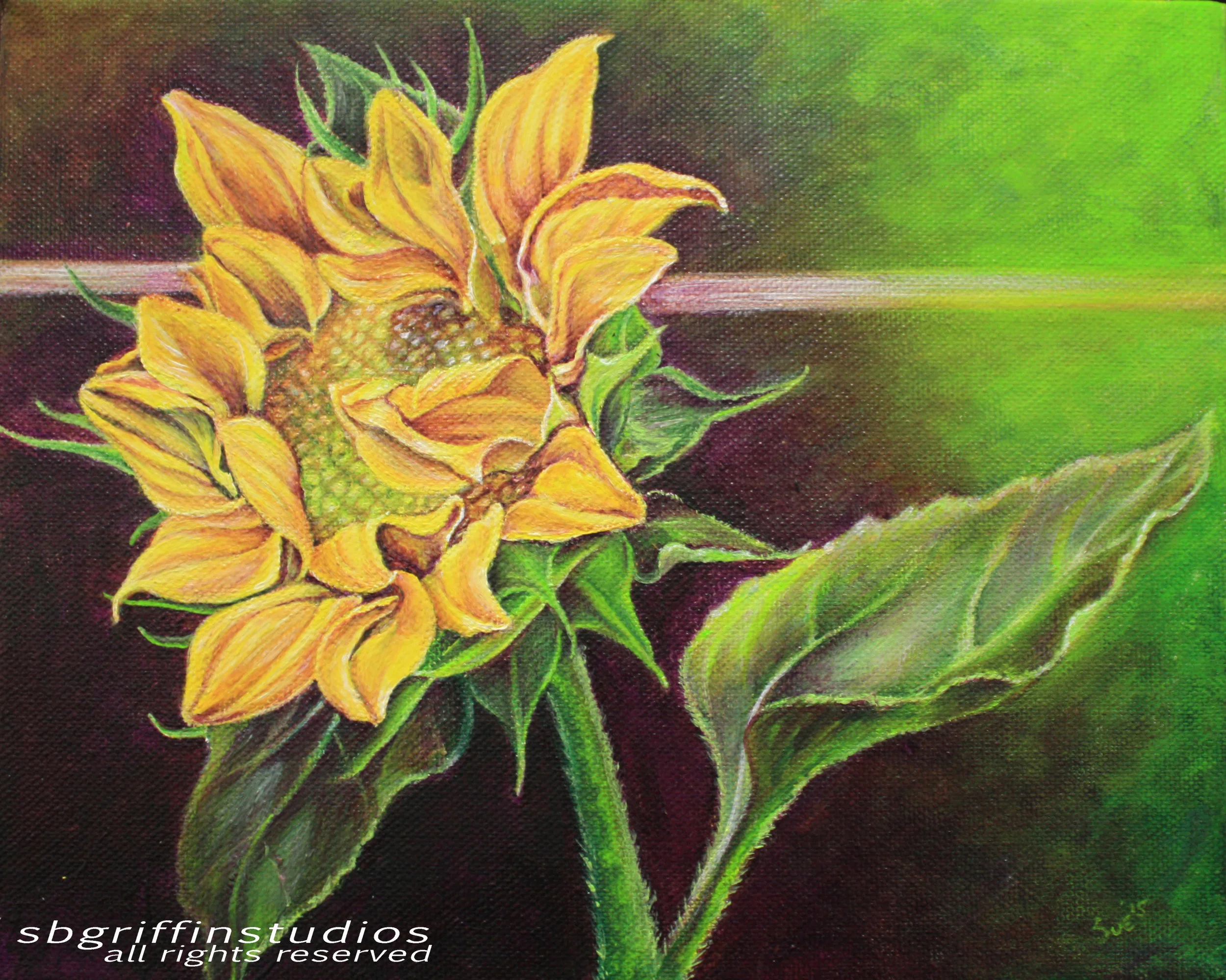 Sunflower