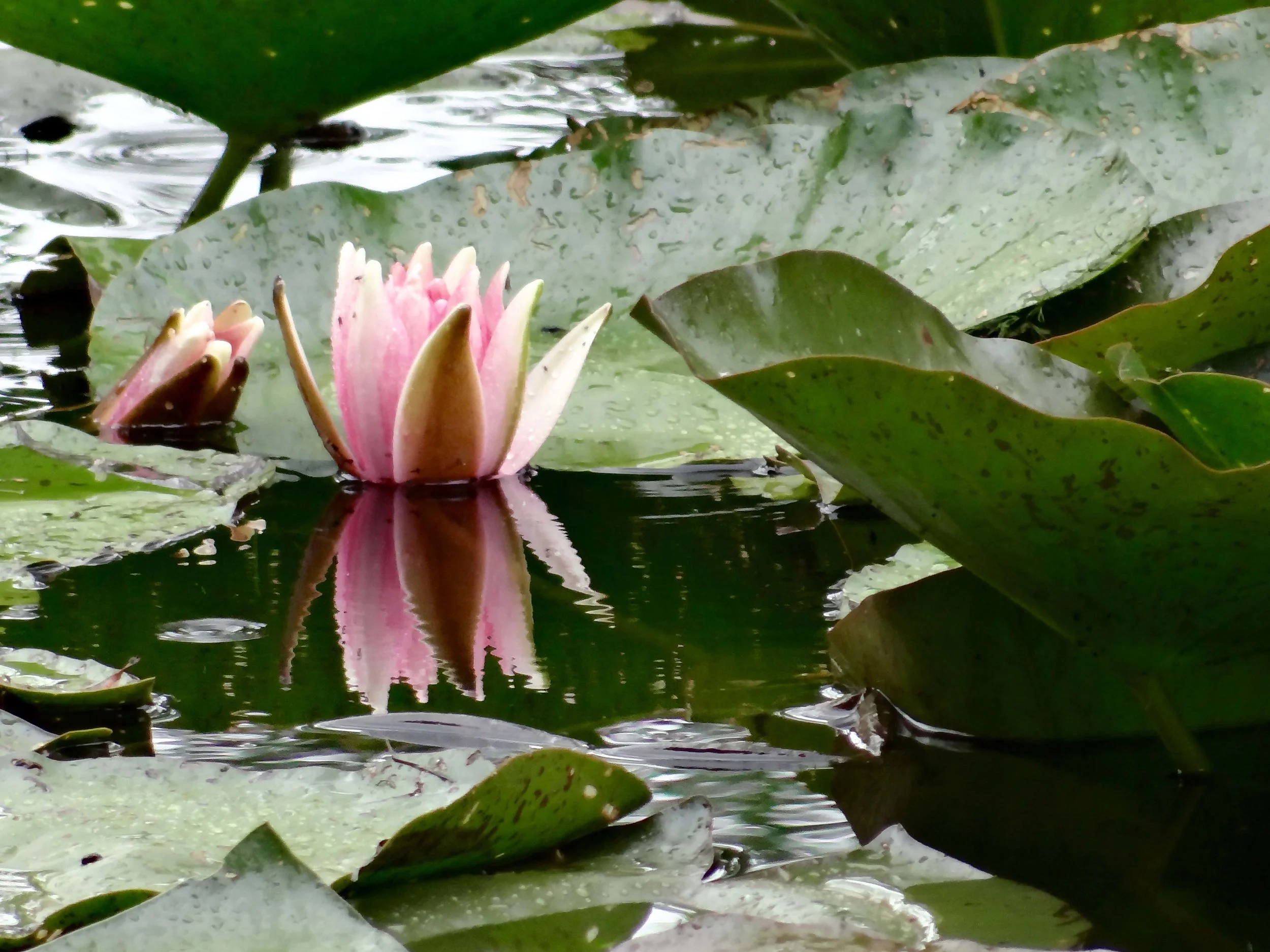 Giverny Water Lily