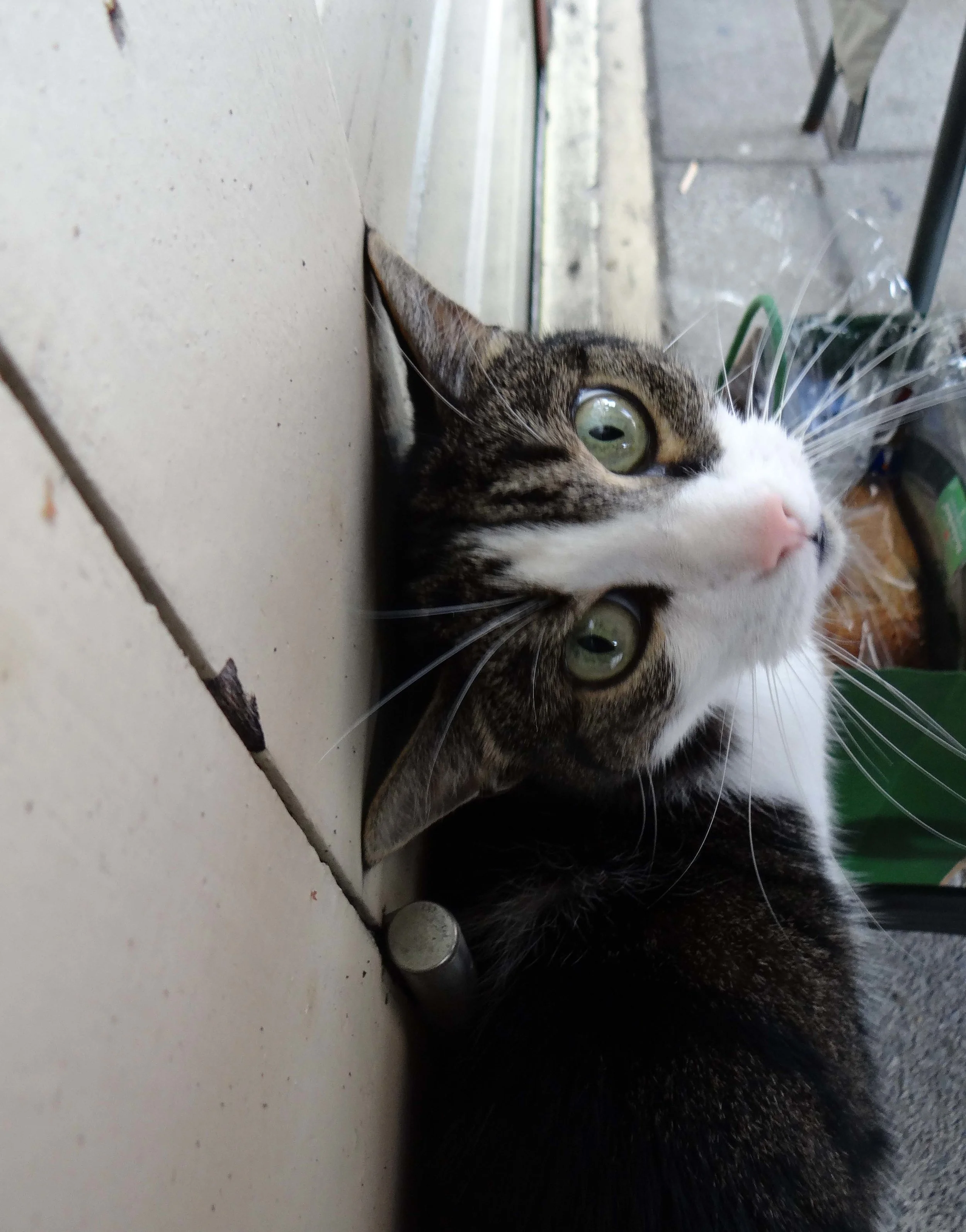 Love Those Green Eyes
