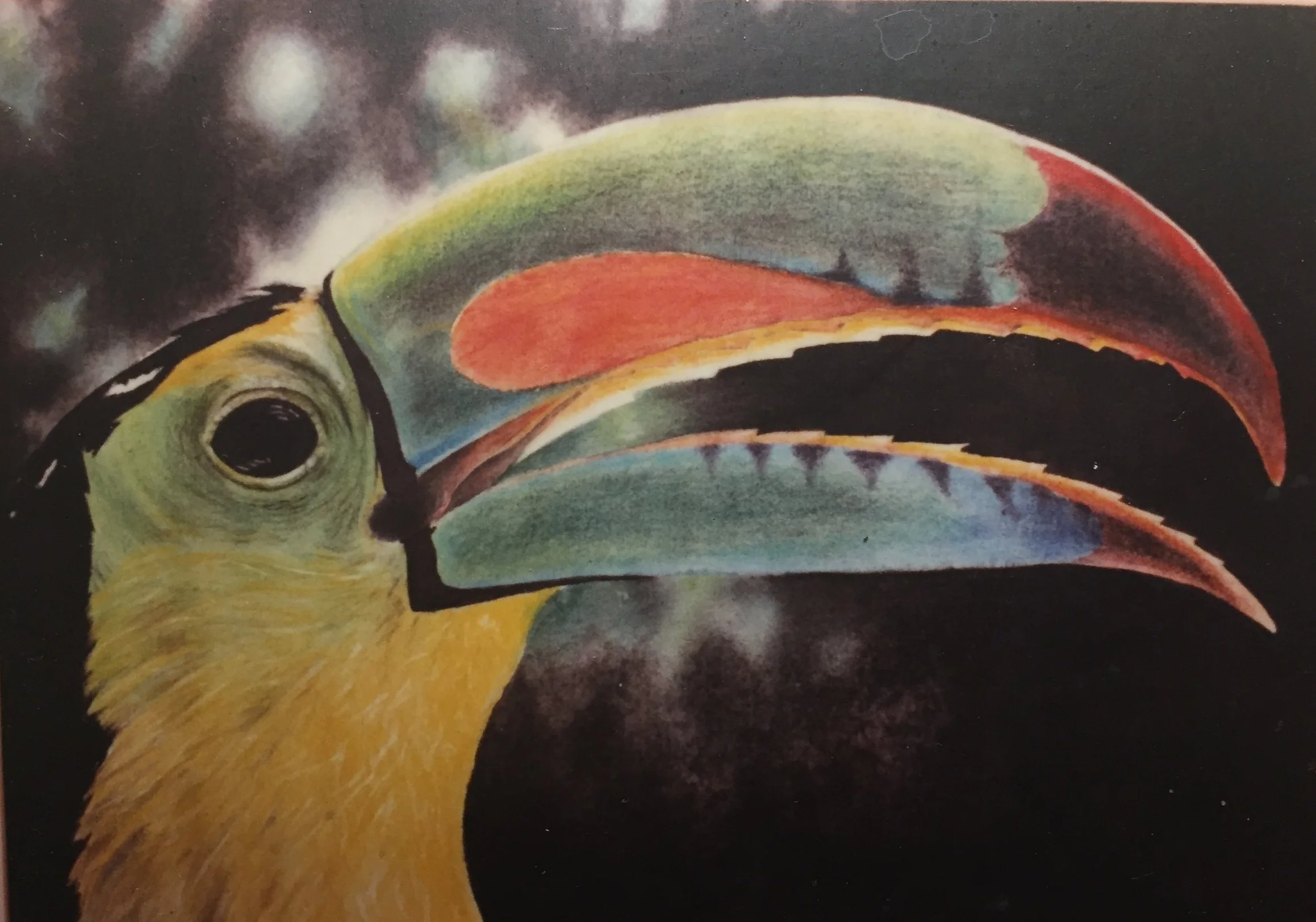 TOUCAN 2    2000