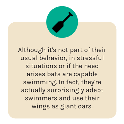 fact-oar.png