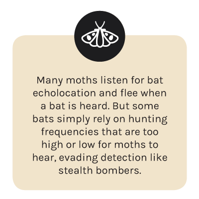 fact-moth.png