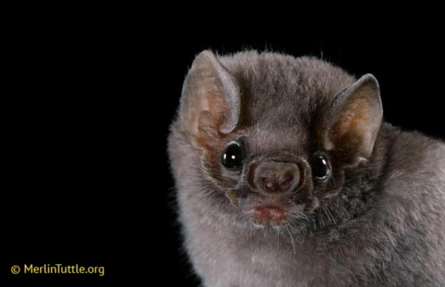 Photo by Merlin Tuttle of a Hairy-legged vampire bat (Diphylla ecaudata) from Mexico