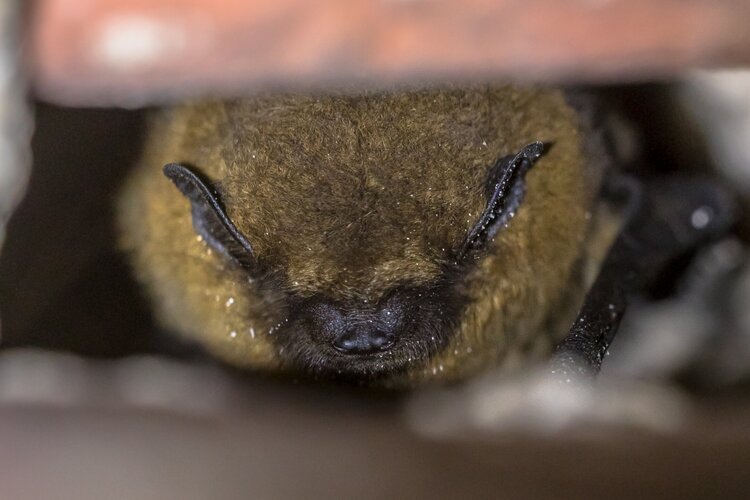 Hibernating pipistrelle bat (Pipistrellus pipistrellus) Photo by CreativeNature