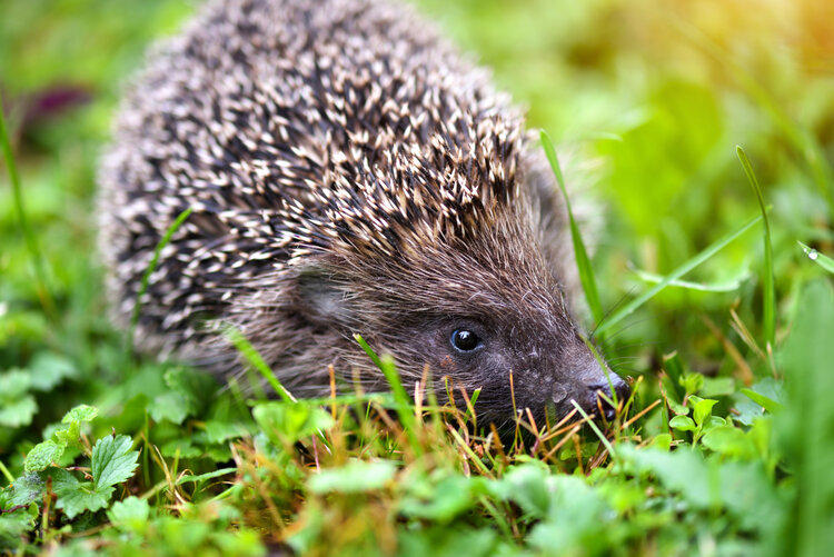 hedgehog-scientific-name-erinaceus-europaeus-wild--WPWCE2C.jpg