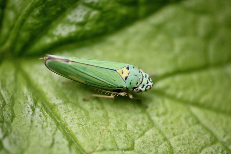 leafhopper-CN8N4PV.jpg