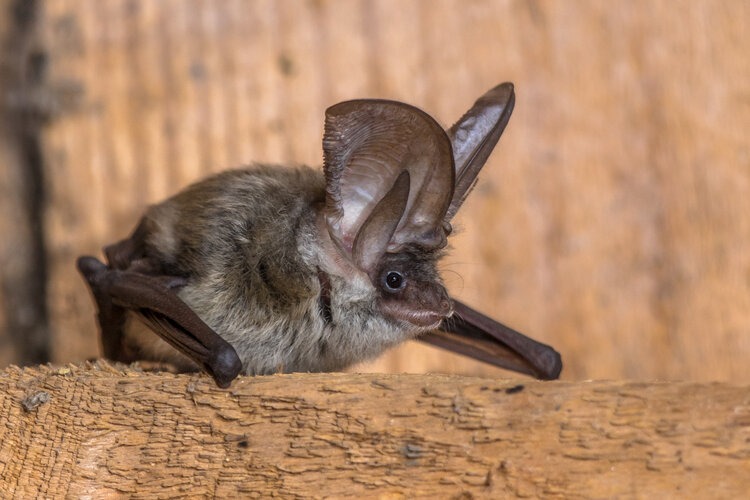 grey-long-eared-bat-PUNZ75B.jpg