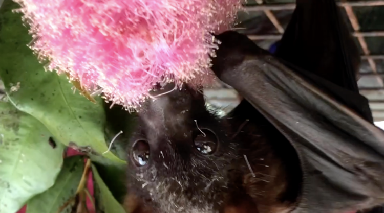 Bats are pollinators