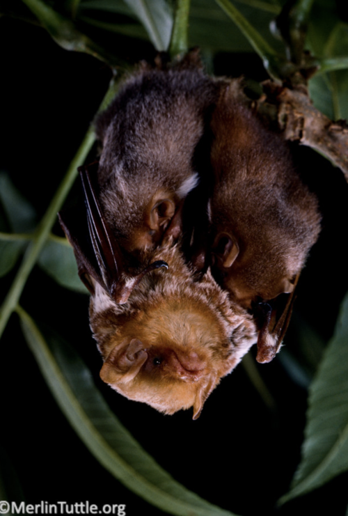 Photo by Metlin Tuttle’s Bat Conservation