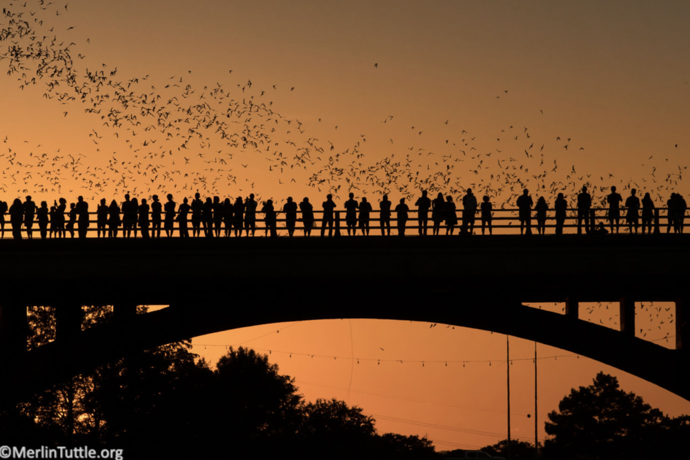 Bats living in harmony with people at Congress Bridge in Austin, Texas. Photo by Merlin Tuttle’s Bat Conservation (merlintuttle.org)
