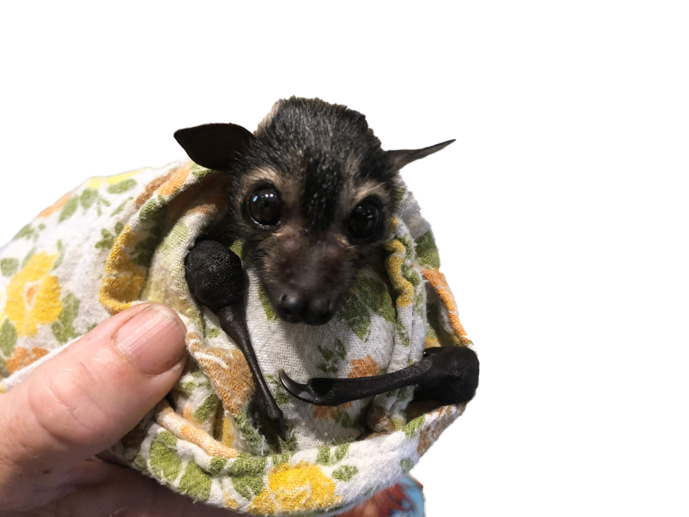 Rescued Bat Pup. (Note: like all wild animals, bats should only be held by trained and vaccinated carers.)