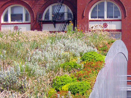 are-there-any-green-roof-initiatives-or-rebates-in-canada