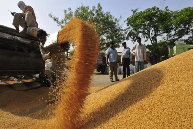wheat--621x414.jpg