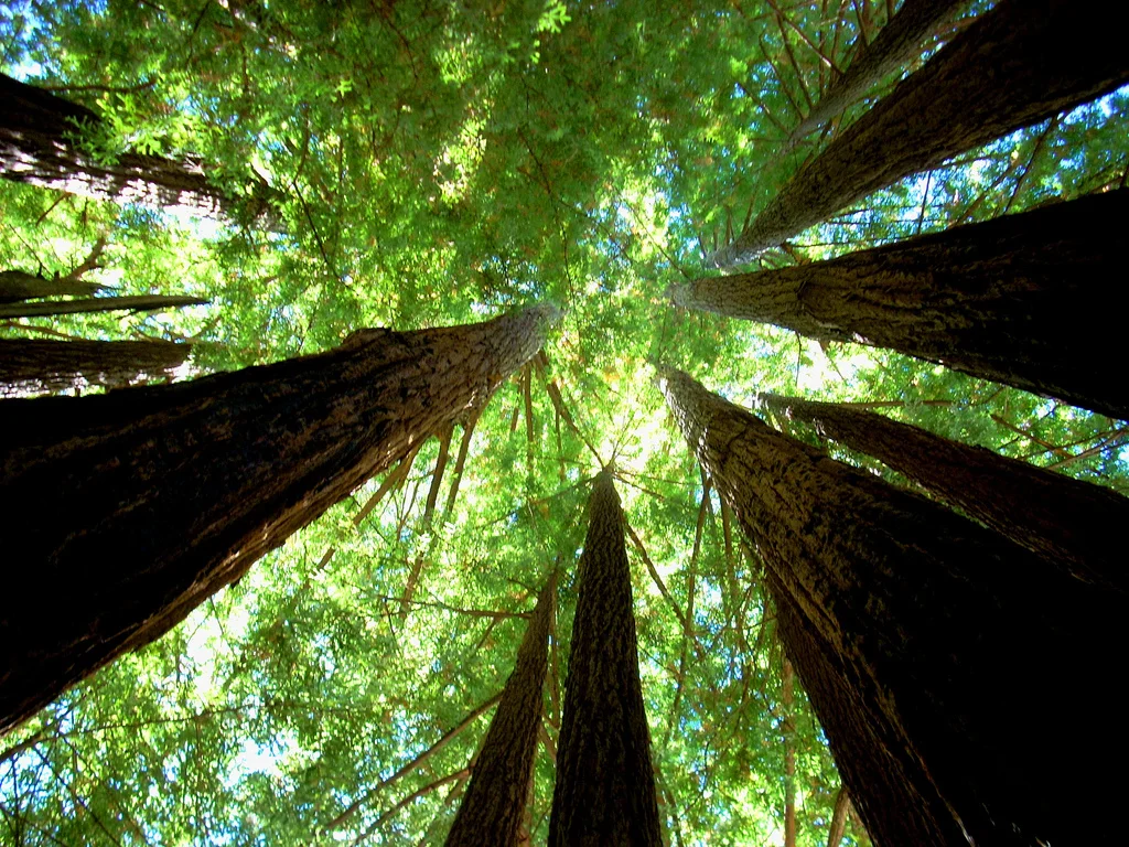 redwoods looking up.jpg