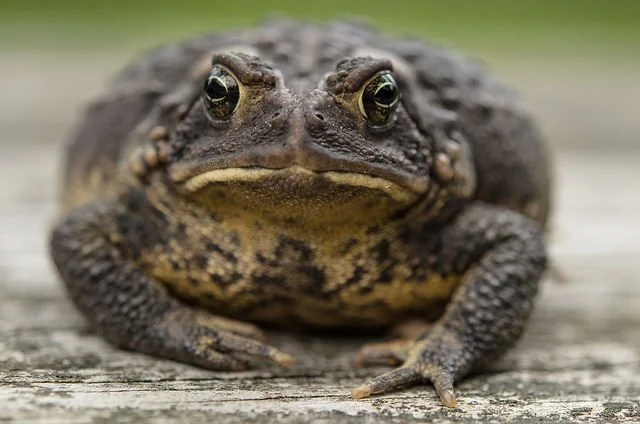 toad.jpg