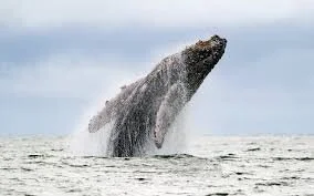 THE SONGS THAT SAVED THE WHALES