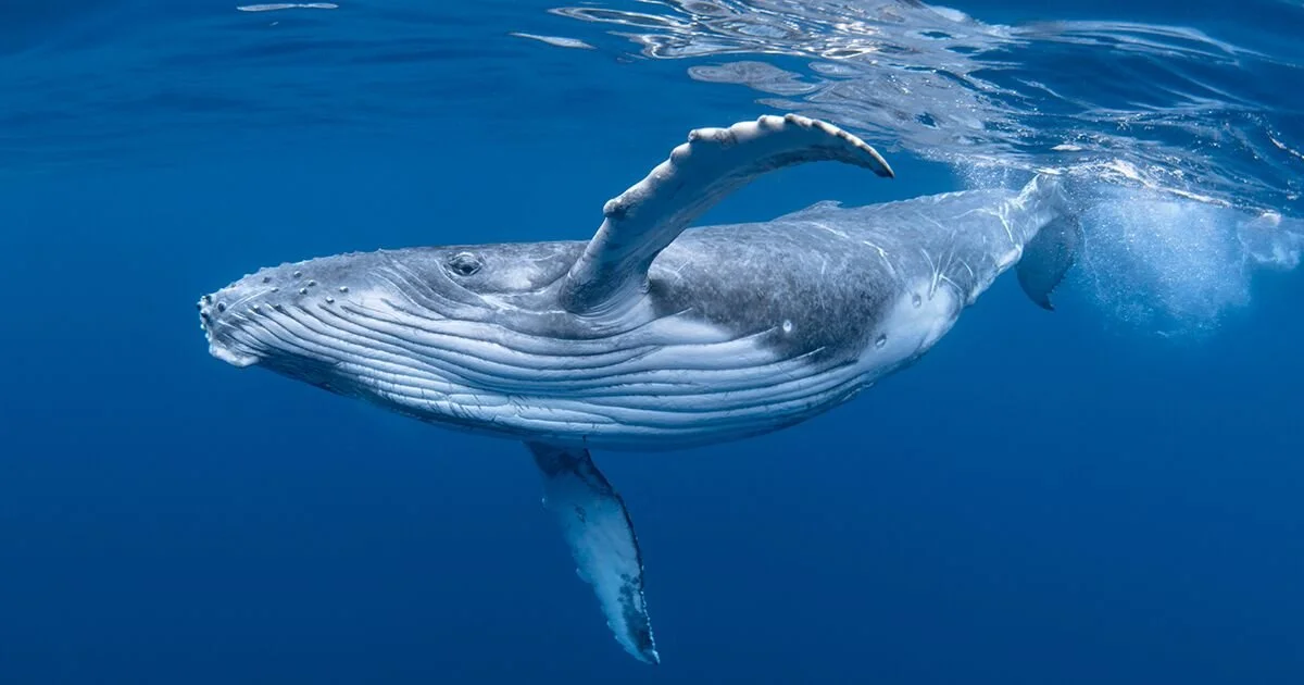 HOW THESE SONGS SAVED THE WHALES!!!