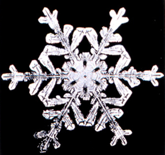 THE ICE FLOWERS OF SNOWFLAKE BENTLEY