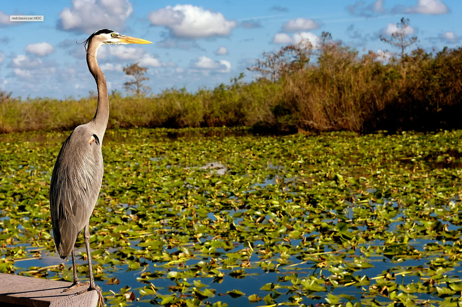 GRAND DAME OF THE GLADES