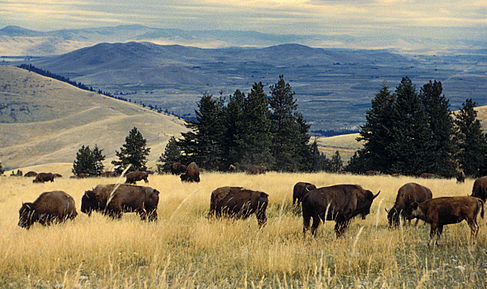 buffalohills.png