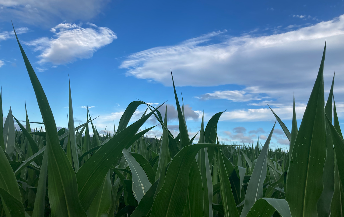cornandskky.png