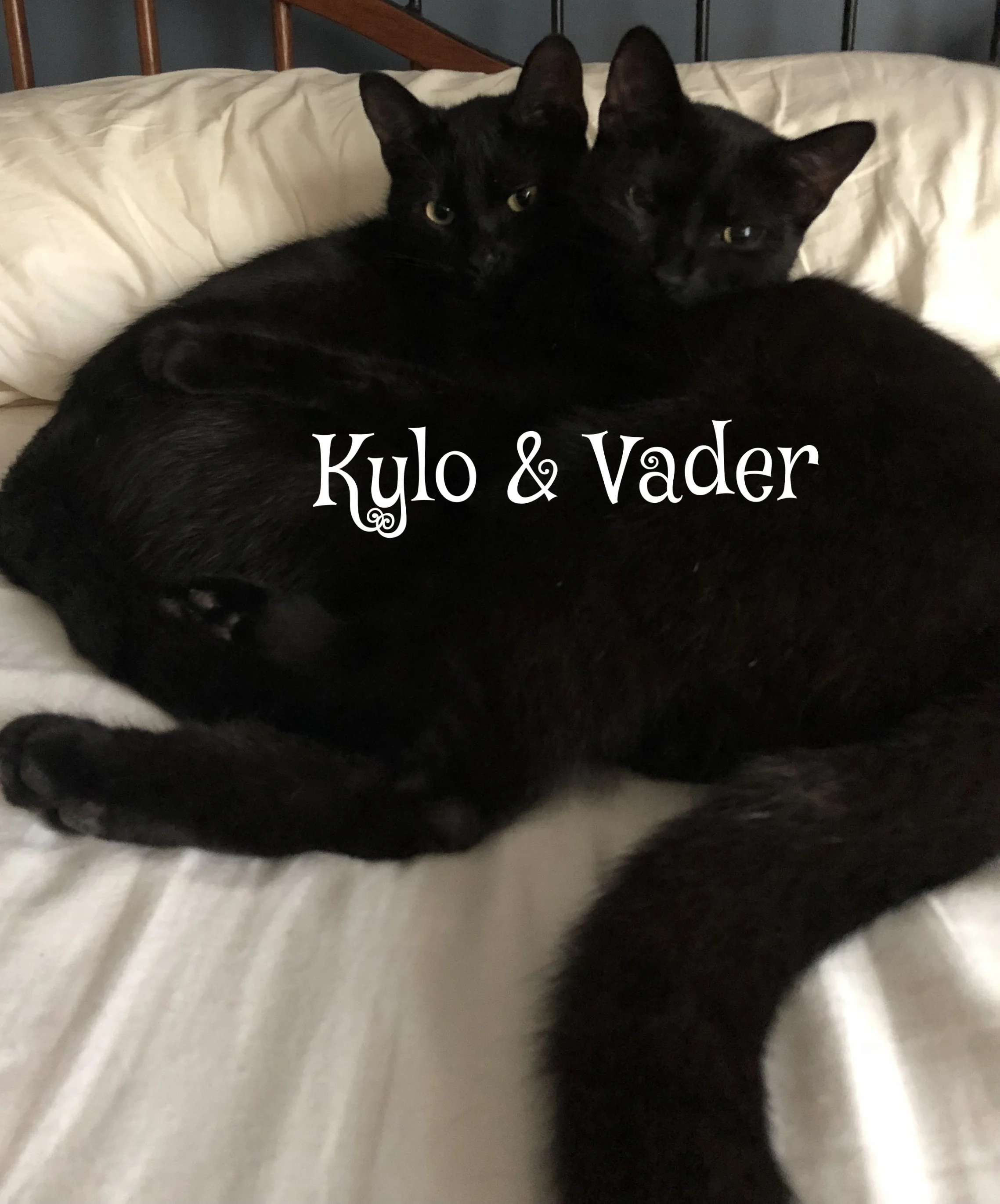   Our two headed cat!  