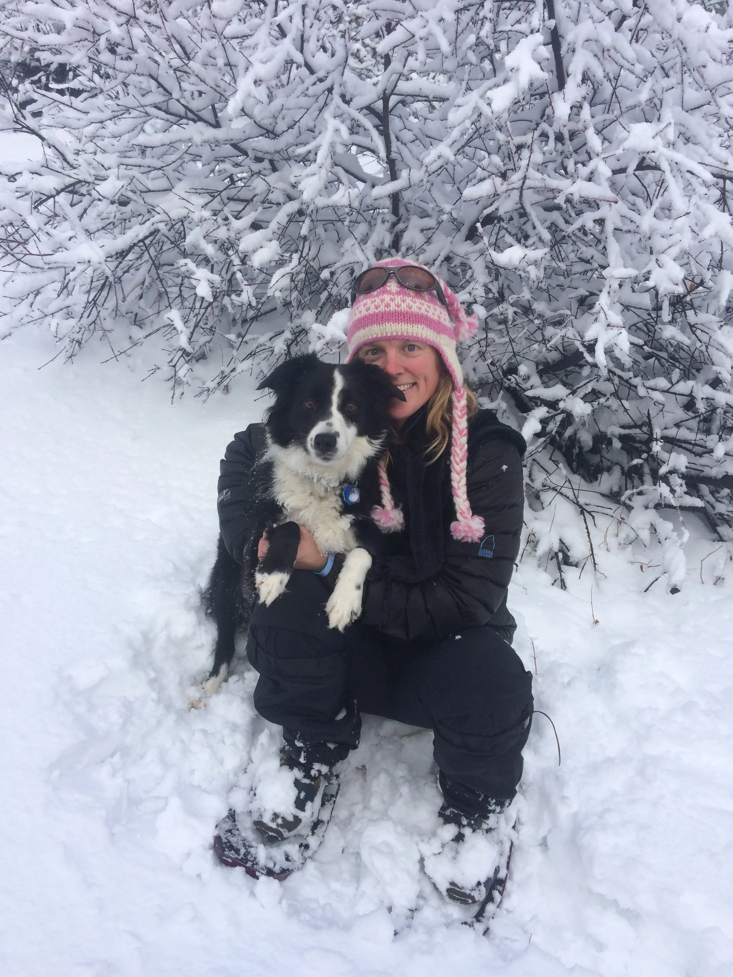 dog in snow shoes