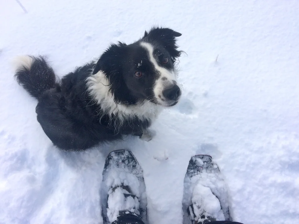 Can Border Collies Stay Outside In Winter