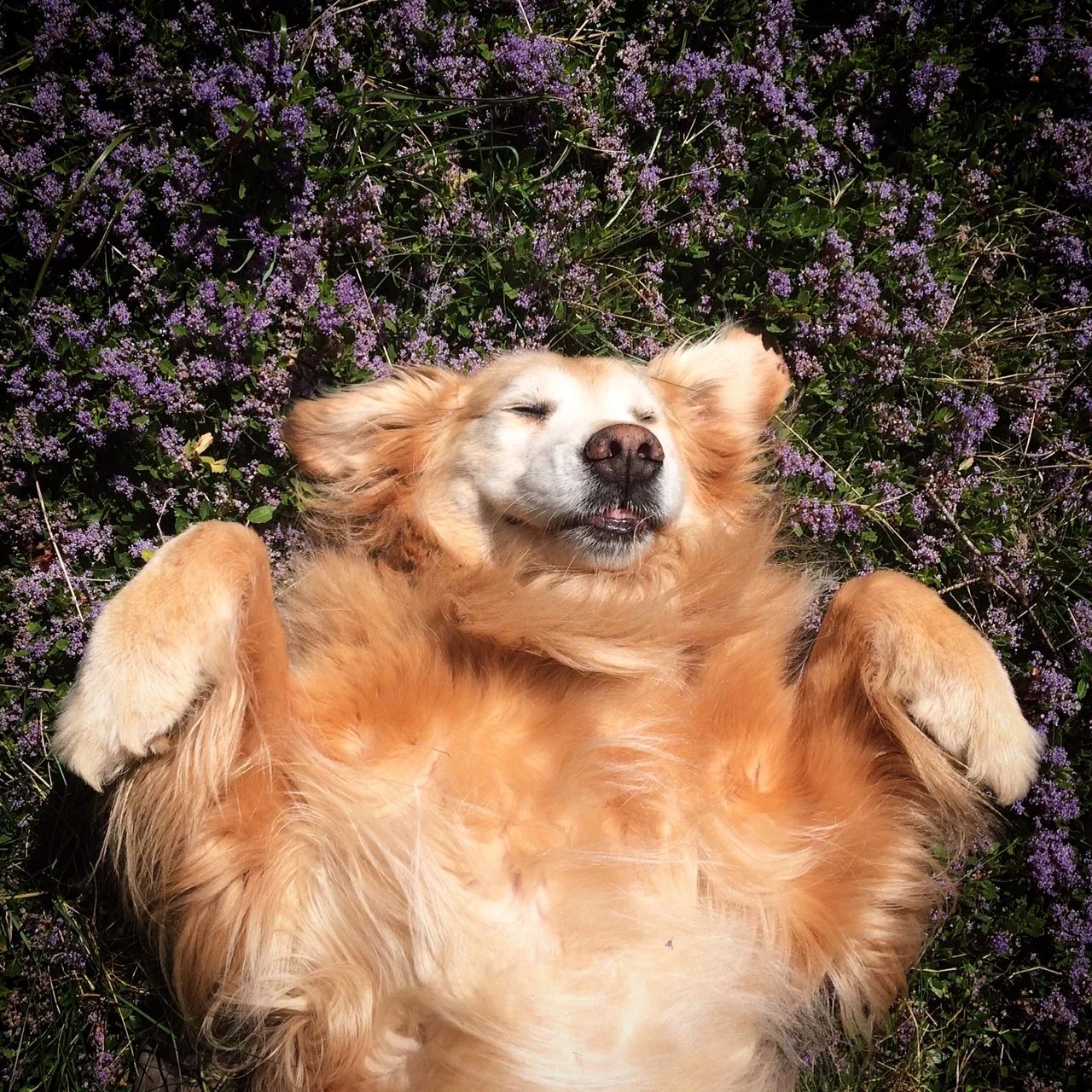 Camping with dogs (and cats!)